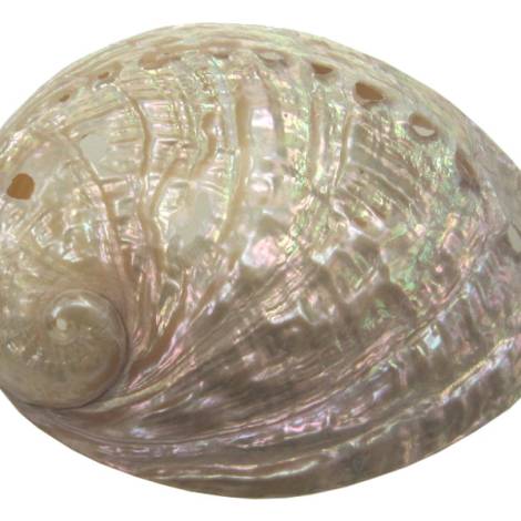 7332809 - Etnico Caracola natural eg1