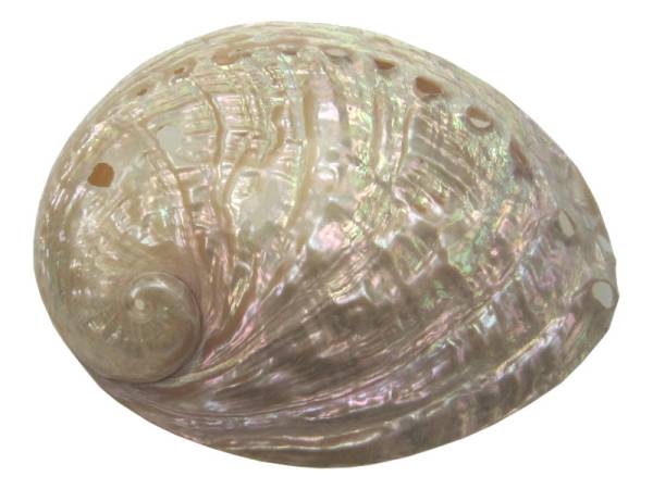 7332809 - Etnico Caracola natural eg1