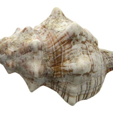 7332812 - Etnico caracola natural eg8