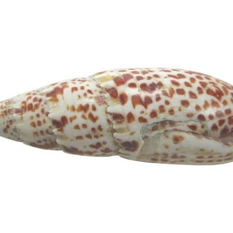 7332813 - Etnico caracola natural eg10