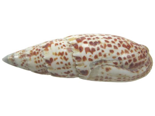 7332813 - Etnico caracola natural eg10