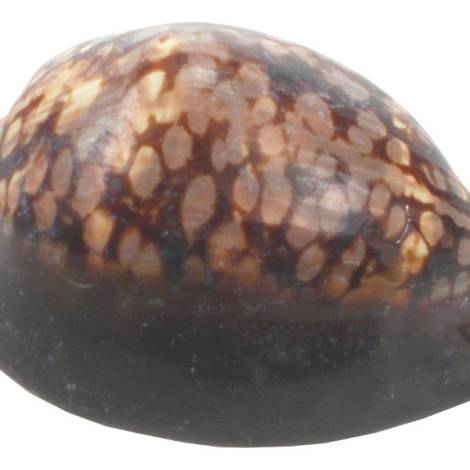 7332814 - Etnico caracola natural eg13