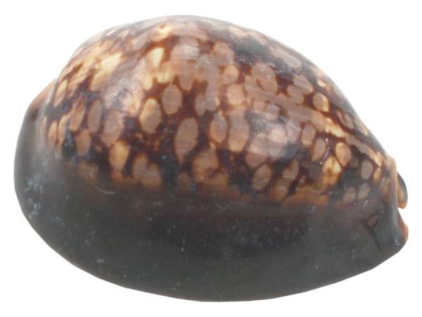 7332814 - Etnico caracola natural eg13