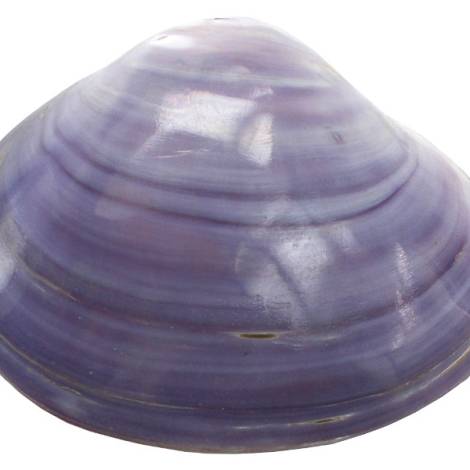 7332815 - Etnico caracola natural eg photo2