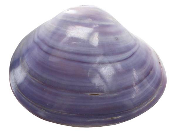 7332815 - Etnico caracola natural eg photo2