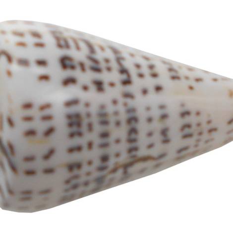 7332816 - Etnico caracola natural eg photo3