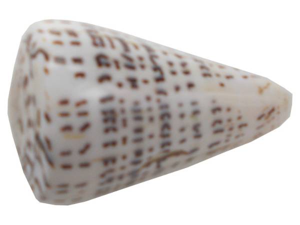 7332816 - Etnico caracola natural eg photo3