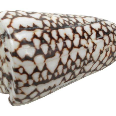7332817 - Etnico caracola natural eg photo4