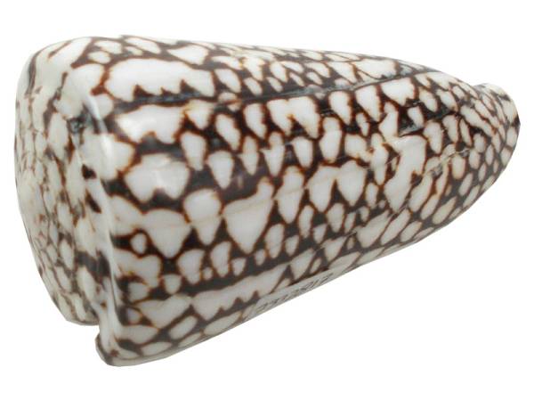 7332817 - Etnico caracola natural eg photo4