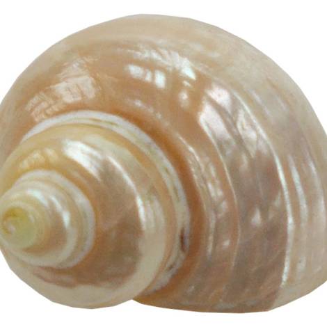 7332818 - Etnico caracola natural eg photo5