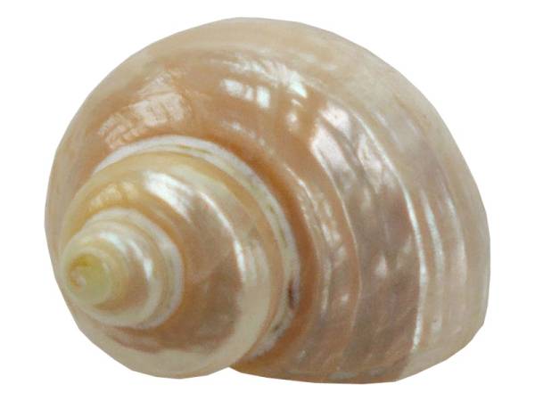 7332818 - Etnico caracola natural eg photo5
