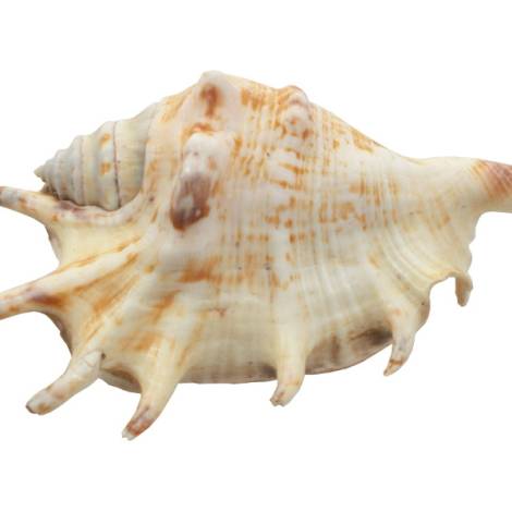7332819 - Etnico caracola natural eg photo6