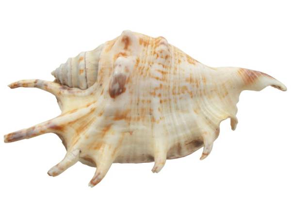 7332819 - Etnico caracola natural eg photo6