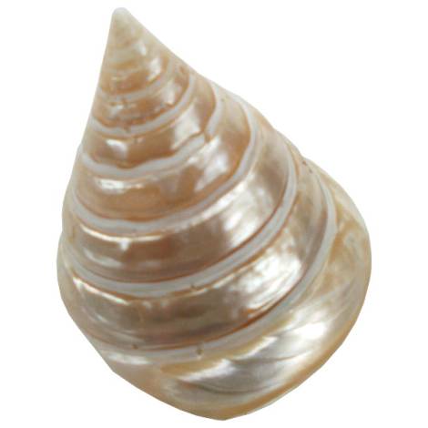 7332820 - Etnico caracola natural eg photo7