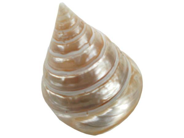 7332820 - Etnico caracola natural eg photo7
