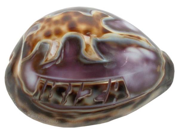 7332823 - Etnico Concha tallada ibiza eg 14