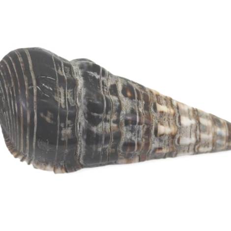 7333488 - Etnico caracola n1