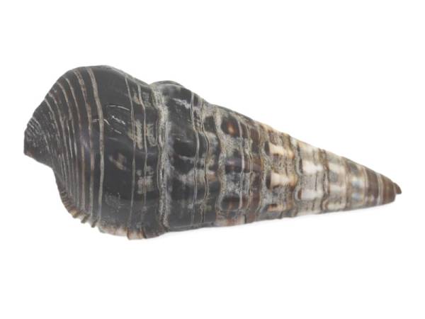 7333488 - Etnico caracola n1