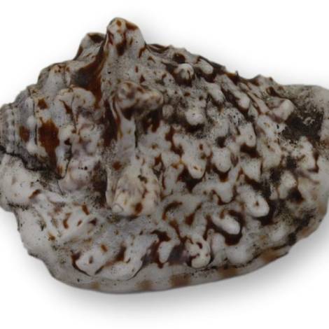 7333489 - Etnico caracola n2