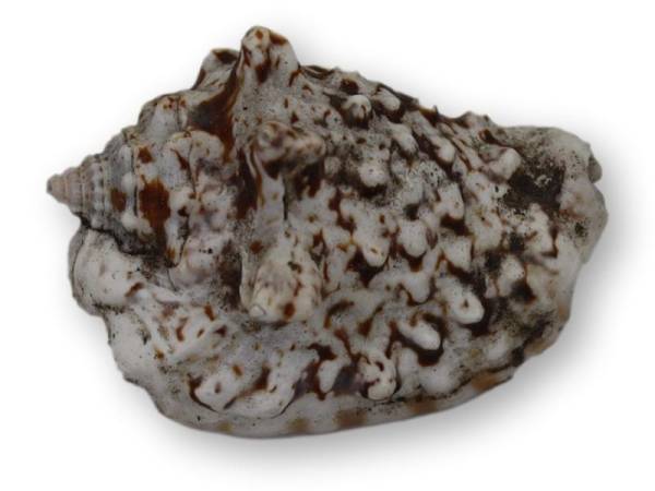 7333489 - Etnico caracola n2