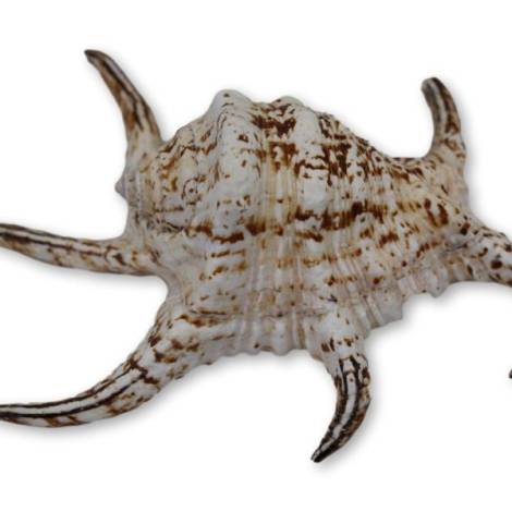 7333490 - Etnico caracola n3