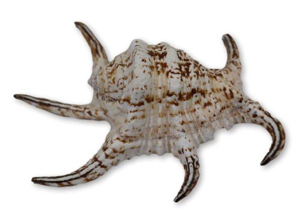 7333490 - Etnico caracola n3