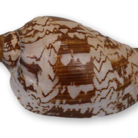 7333491 - Etnico caracola n4