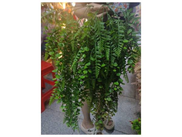 8978169 - Artificial plants n9